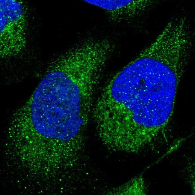 HEYL Antibody in Immunocytochemistry (ICC/IF)