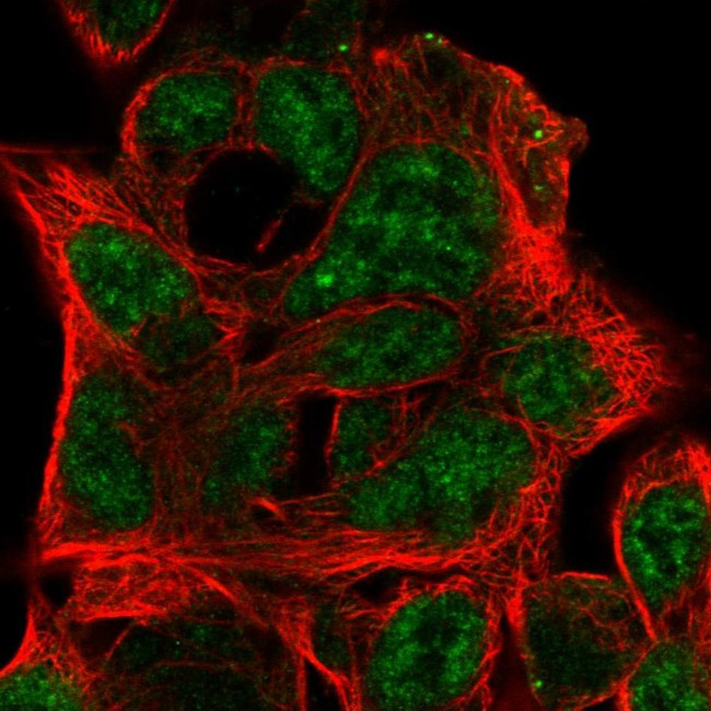 Ephrin B3 Antibody in Immunocytochemistry (ICC/IF)