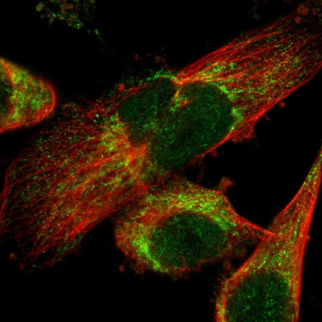 LONP1 Antibody in Immunocytochemistry (ICC/IF)