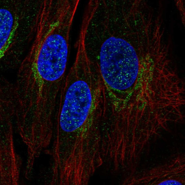 COX1 Antibody in Immunocytochemistry (ICC/IF)