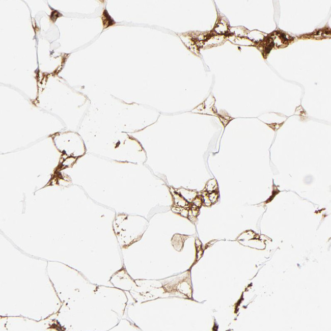 Complement C3 Antibody in Immunohistochemistry (Paraffin) (IHC (P))