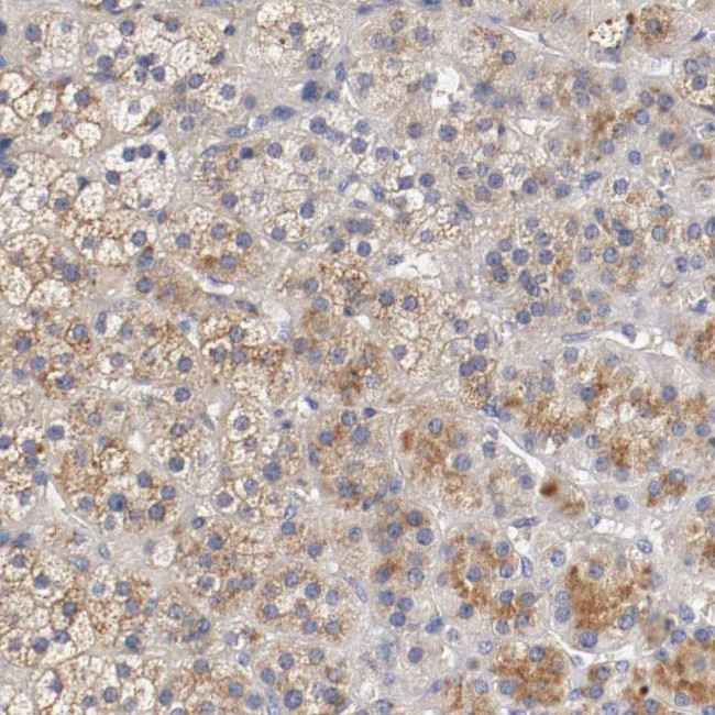 SEMA5A Antibody in Immunohistochemistry (Paraffin) (IHC (P))