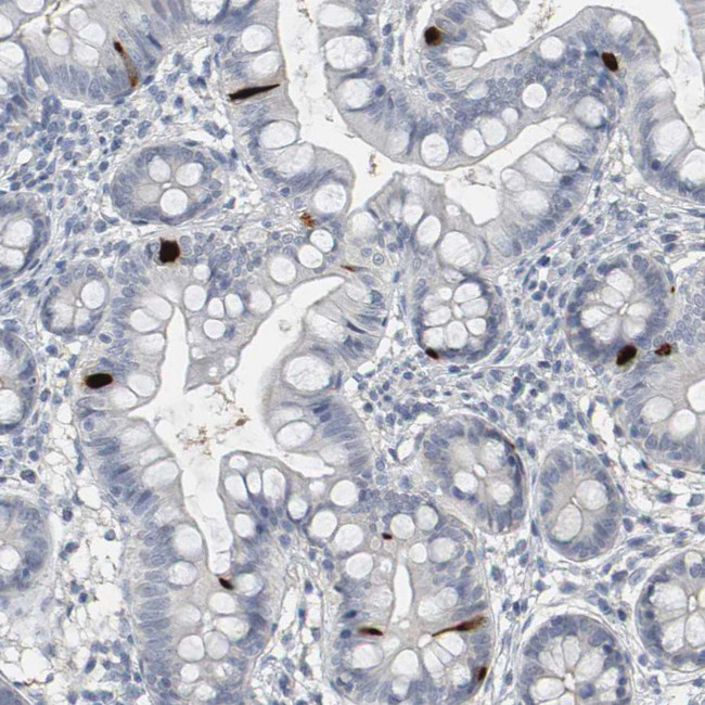 PYY Antibody in Immunohistochemistry (Paraffin) (IHC (P))