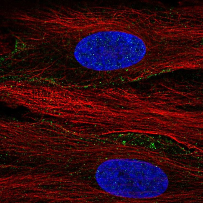 SLC13A3 Antibody in Immunocytochemistry (ICC/IF)