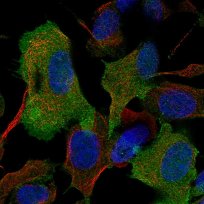 GAP43 Antibody in Immunocytochemistry (ICC/IF)