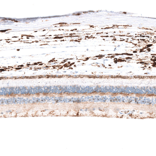 GLRA1 Antibody in Immunohistochemistry (Paraffin) (IHC (P))