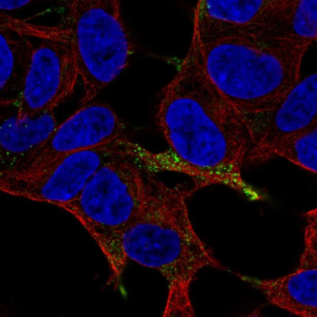 Chromogranin A Antibody in Immunocytochemistry (ICC/IF)