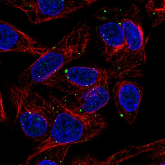 SLC39A5 Antibody in Immunocytochemistry (ICC/IF)