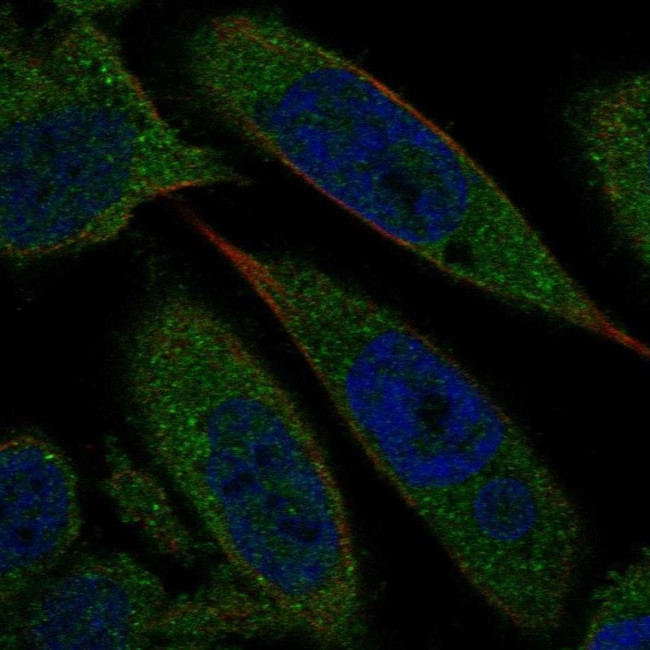 Biliverdin Reductase Antibody in Immunocytochemistry (ICC/IF)