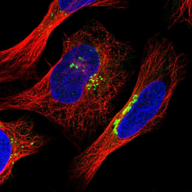 PIST Antibody in Immunocytochemistry (ICC/IF)