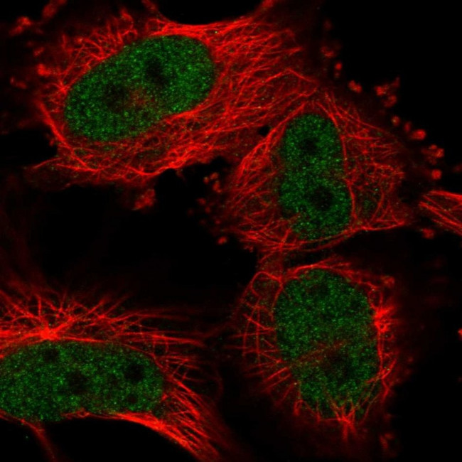 UHRF2 Antibody in Immunocytochemistry (ICC/IF)