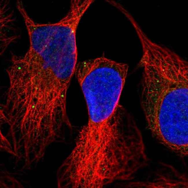 OXR1 Antibody in Immunocytochemistry (ICC/IF)