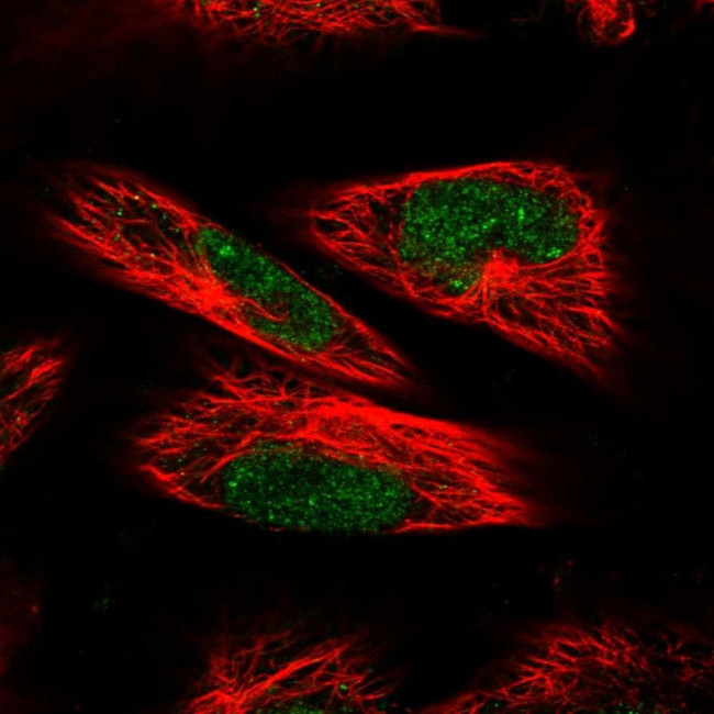 POLR3C Antibody in Immunocytochemistry (ICC/IF)