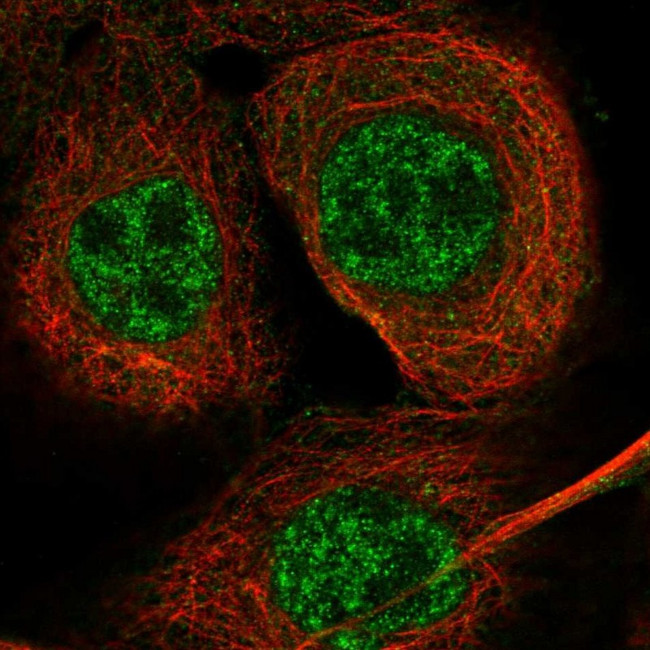 EXO5 Antibody in Immunocytochemistry (ICC/IF)