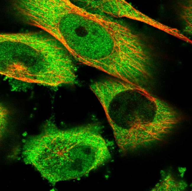 HSP105 Antibody in Immunocytochemistry (ICC/IF)