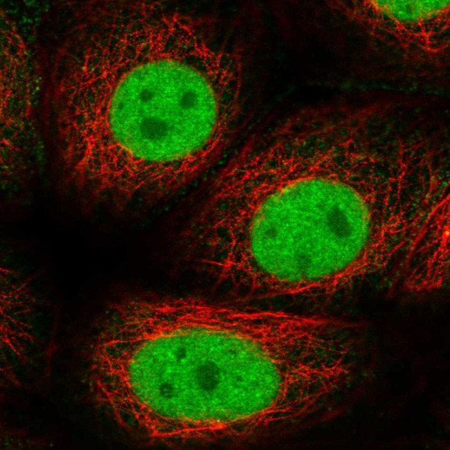 GTF2F1 Antibody in Immunocytochemistry (ICC/IF)