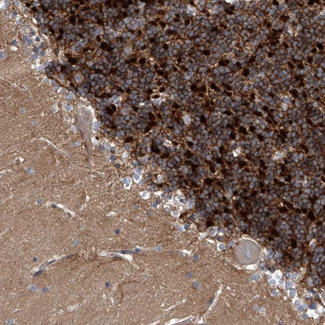 KV4.2 (KCND2) Antibody in Immunohistochemistry (Paraffin) (IHC (P))