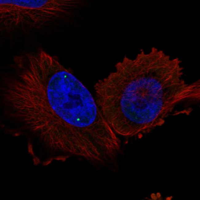 WRAP53 Antibody in Immunocytochemistry (ICC/IF)