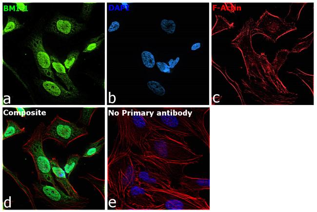 BMI-1 Antibody in Immunocytochemistry (ICC/IF)