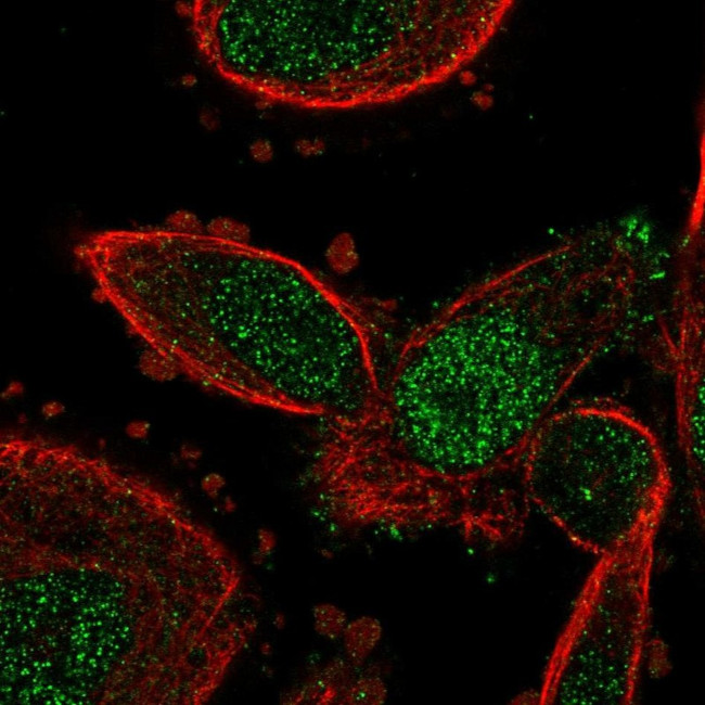 GRB2 Antibody in Immunocytochemistry (ICC/IF)