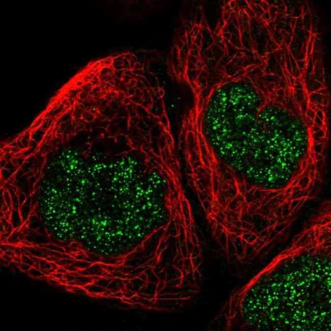 POLR1C Antibody in Immunocytochemistry (ICC/IF)