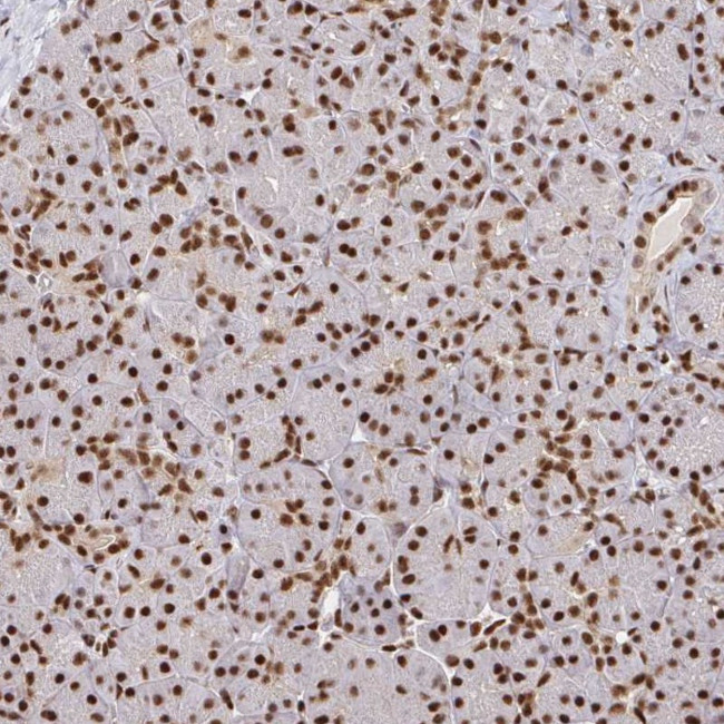 SP3 Antibody in Immunohistochemistry (Paraffin) (IHC (P))