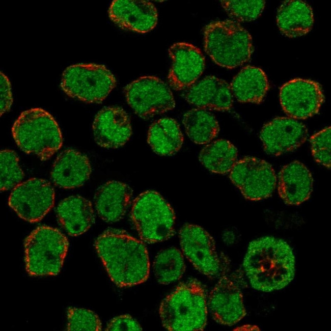 IKAROS Antibody in Immunocytochemistry (ICC/IF)