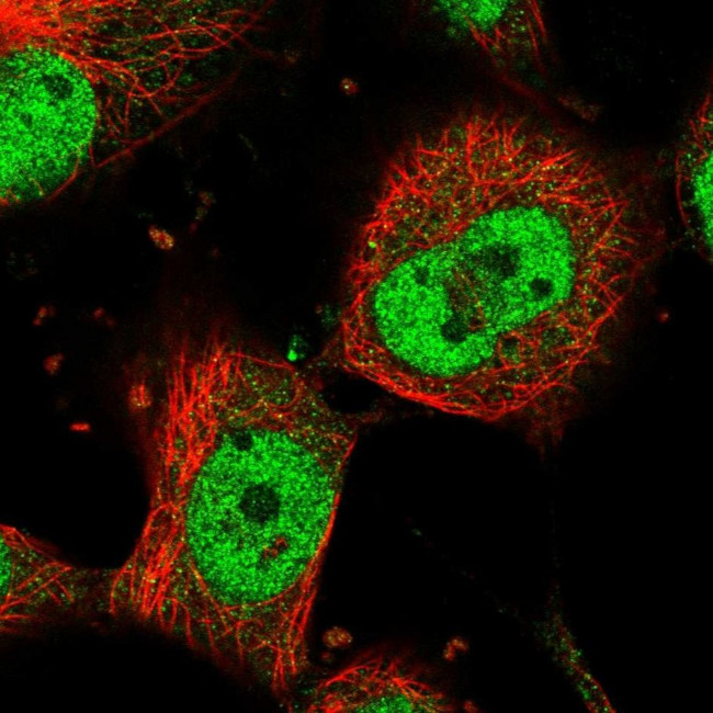 MAML1 Antibody in Immunocytochemistry (ICC/IF)