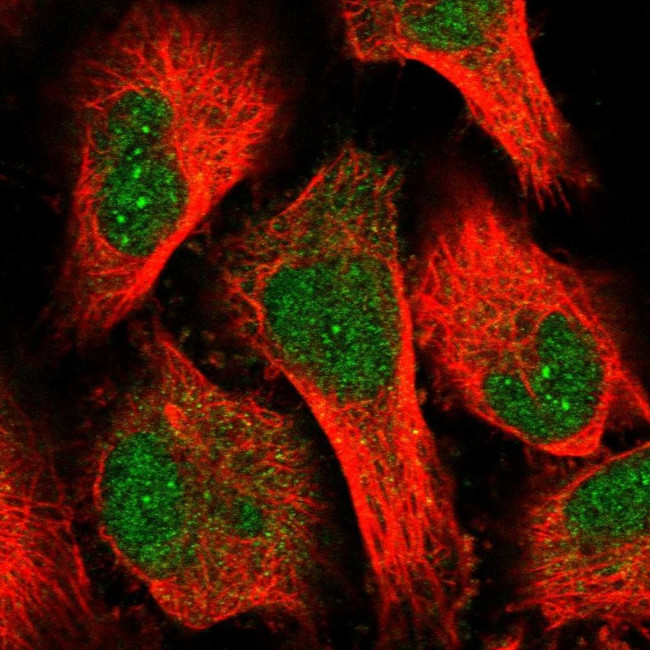 OBFC1 Antibody in Immunocytochemistry (ICC/IF)