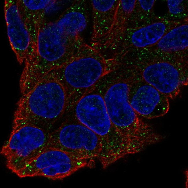 Factor XI Antibody in Immunocytochemistry (ICC/IF)