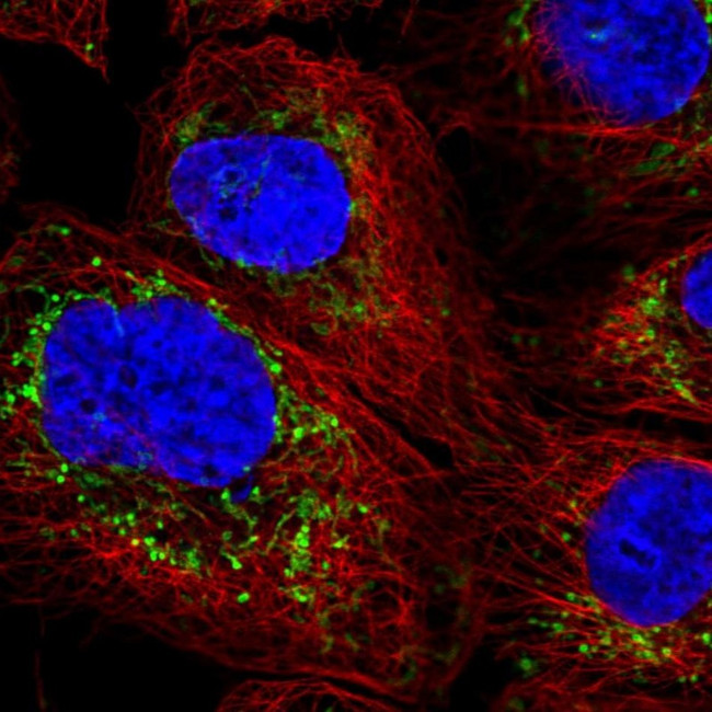 REA Antibody in Immunocytochemistry (ICC/IF)