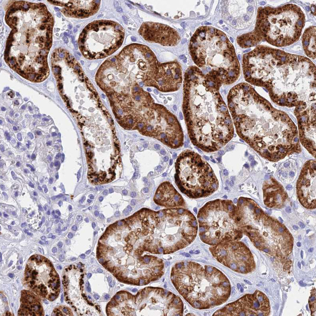 ADAMTS13 Antibody in Immunohistochemistry (Paraffin) (IHC (P))