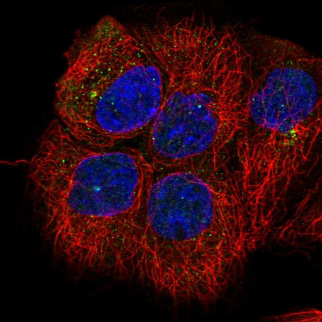 GNAI1 Antibody in Immunocytochemistry (ICC/IF)