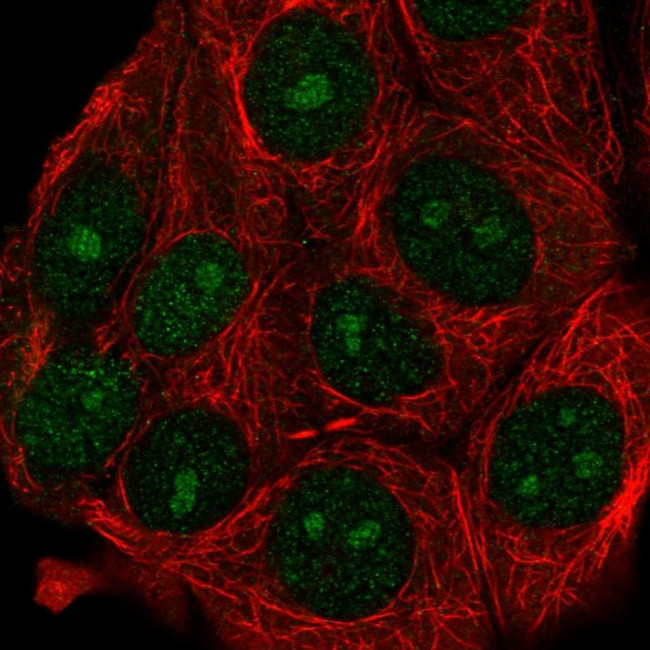 ATG10 Antibody in Immunocytochemistry (ICC/IF)