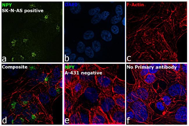 NPY Antibody in Immunocytochemistry (ICC/IF)