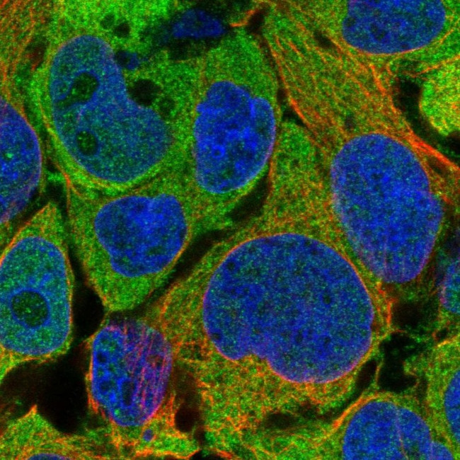 AHCY Antibody in Immunocytochemistry (ICC/IF)