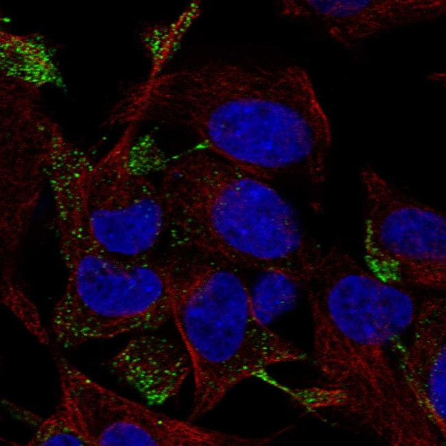 TC10 Antibody in Immunocytochemistry (ICC/IF)