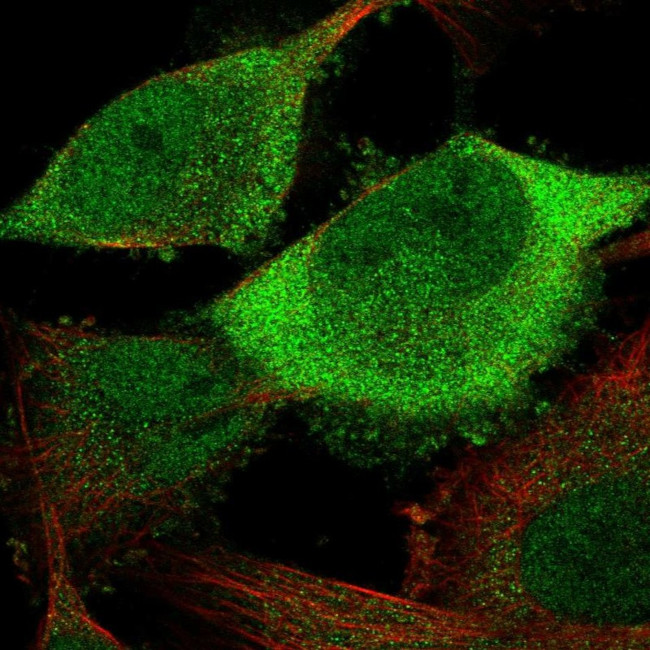 Cdc20 Antibody in Immunocytochemistry (ICC/IF)