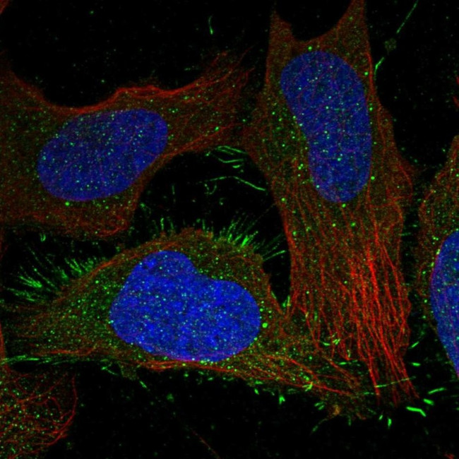 CALCRL Antibody in Immunocytochemistry (ICC/IF)