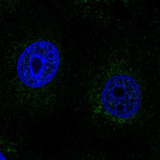 SCO2 Antibody in Immunocytochemistry (ICC/IF)