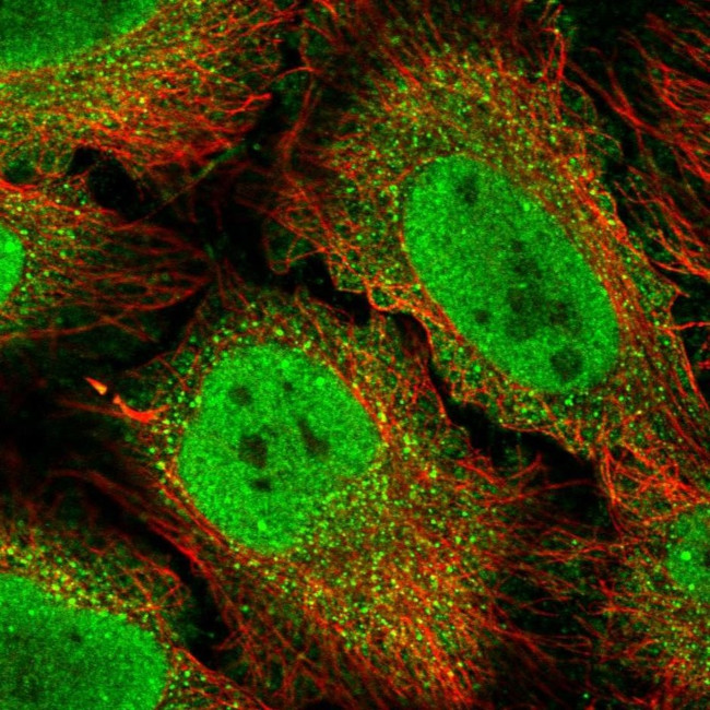 Bcl-3 Antibody in Immunocytochemistry (ICC/IF)