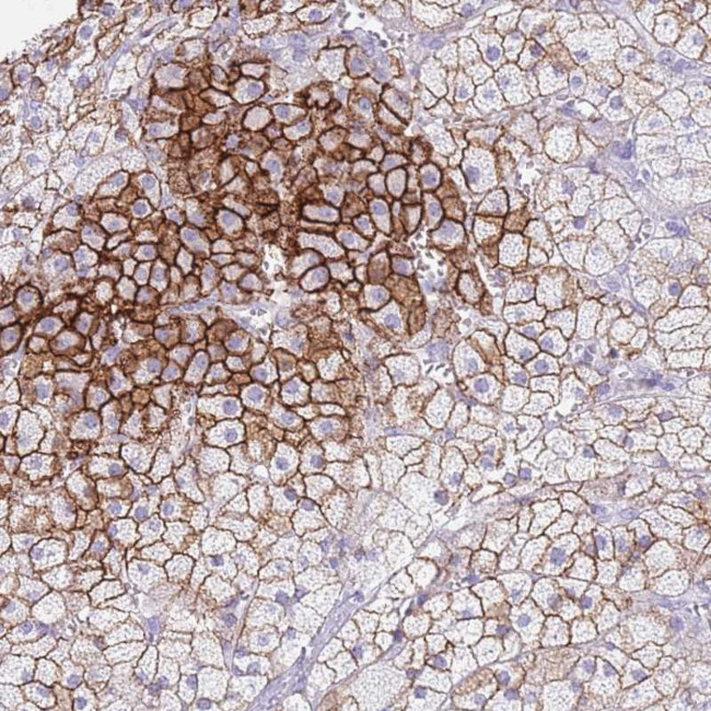 ELOA2 Antibody in Immunohistochemistry (Paraffin) (IHC (P))