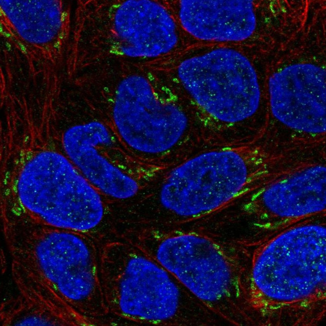 NTF4 Antibody in Immunocytochemistry (ICC/IF)