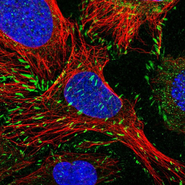 Paxillin Antibody in Immunocytochemistry (ICC/IF)