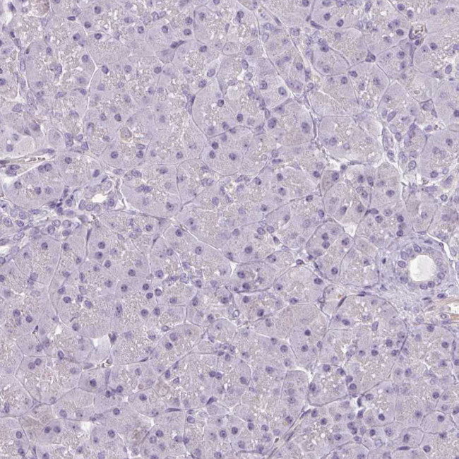 Apolipoprotein C1 Antibody in Immunohistochemistry (Paraffin) (IHC (P))