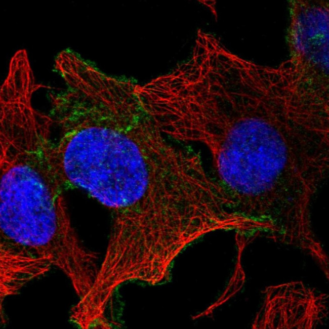 CELSR1 Antibody in Immunocytochemistry (ICC/IF)