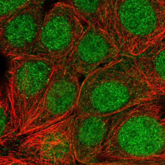 SKP1 Antibody in Immunocytochemistry (ICC/IF)