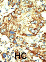 Dnmt2 Antibody in Immunohistochemistry (Paraffin) (IHC (P))