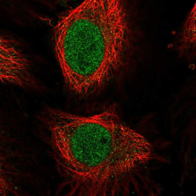 E2F4 Antibody in Immunocytochemistry (ICC/IF)