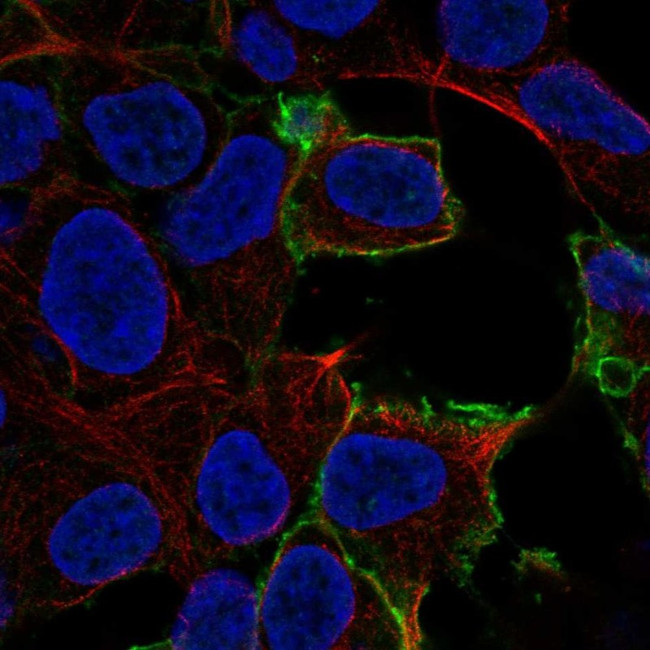 GPR50 Antibody in Immunocytochemistry (ICC/IF)